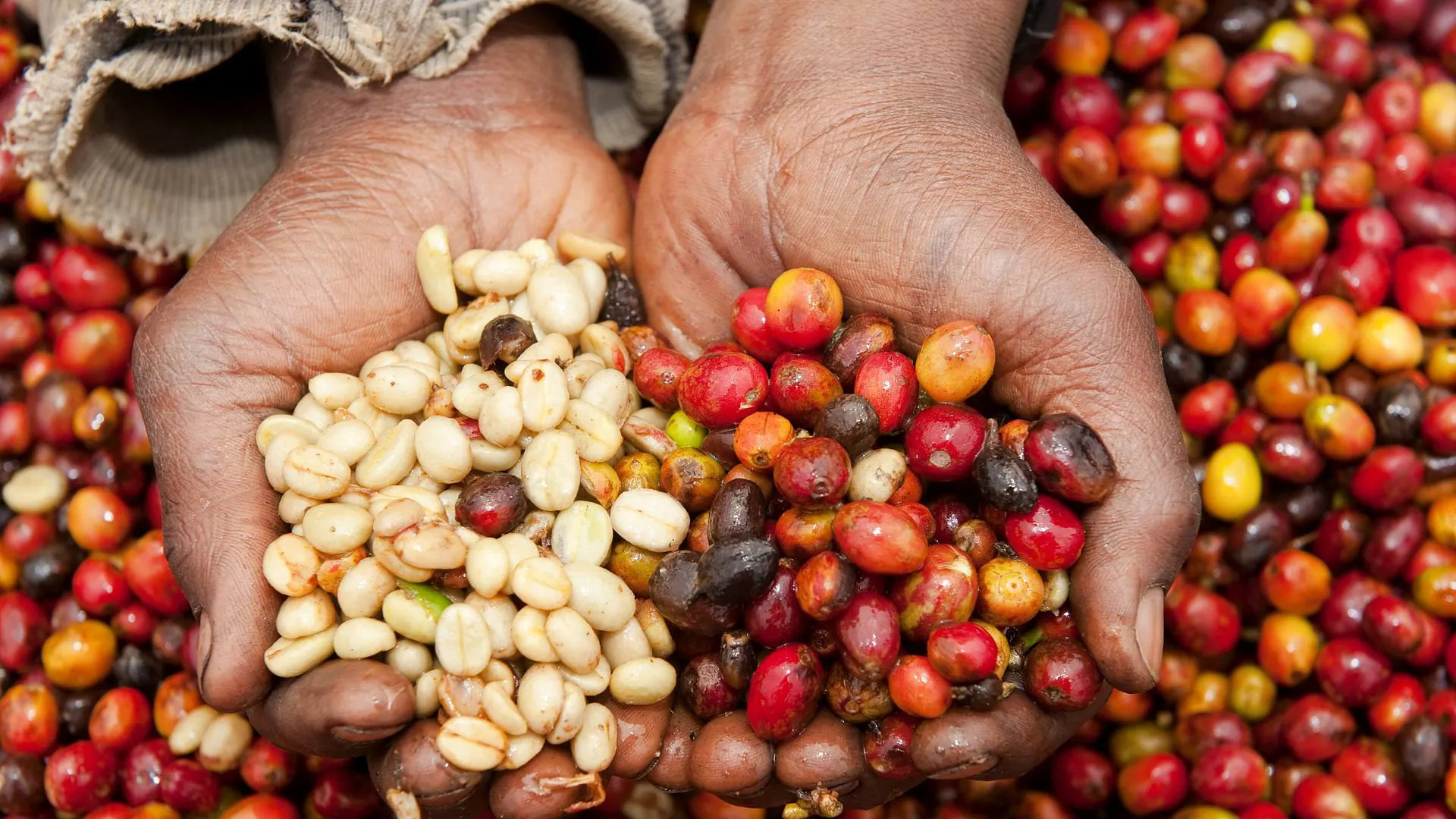 Freshly picked Rwandan coffee cherries held in two hands