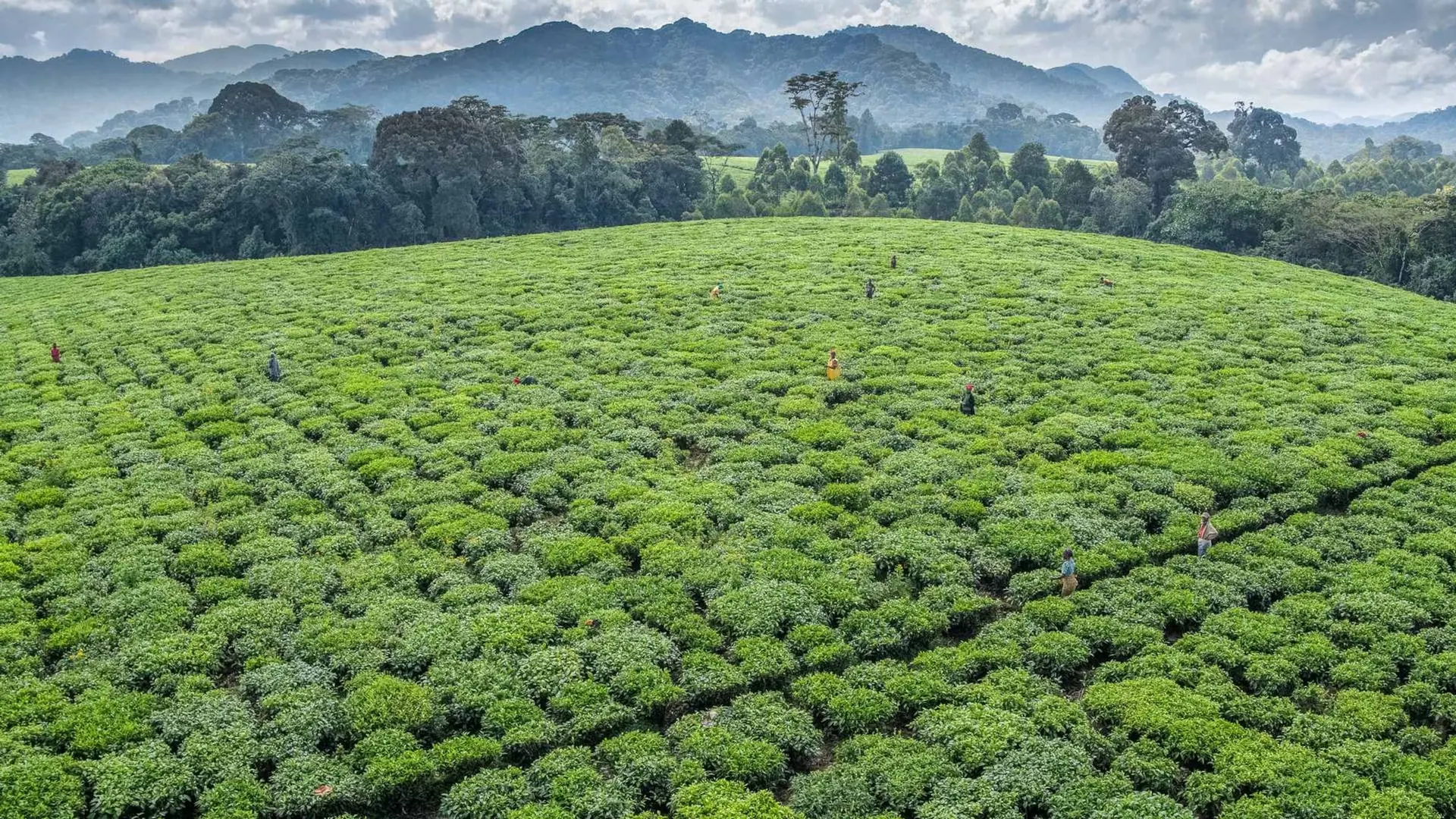 Tea plantation running to the forest boundary in southern Rwanda