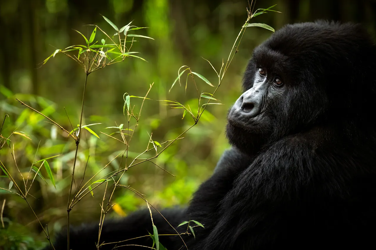 Mountain gorilla in bamboo, Volcanoes National Park