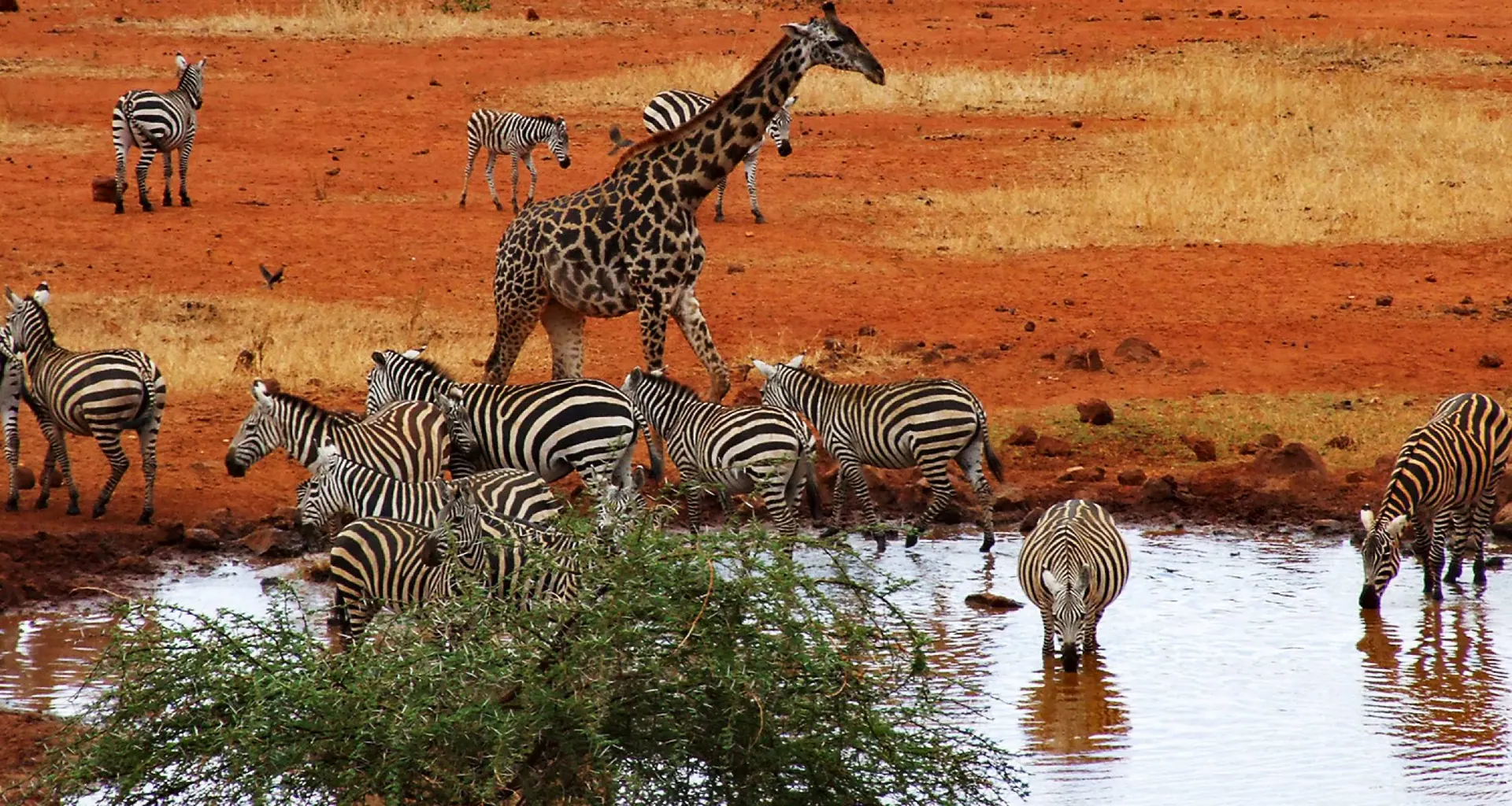 Giraffe and zebra at a red-earth waterhole