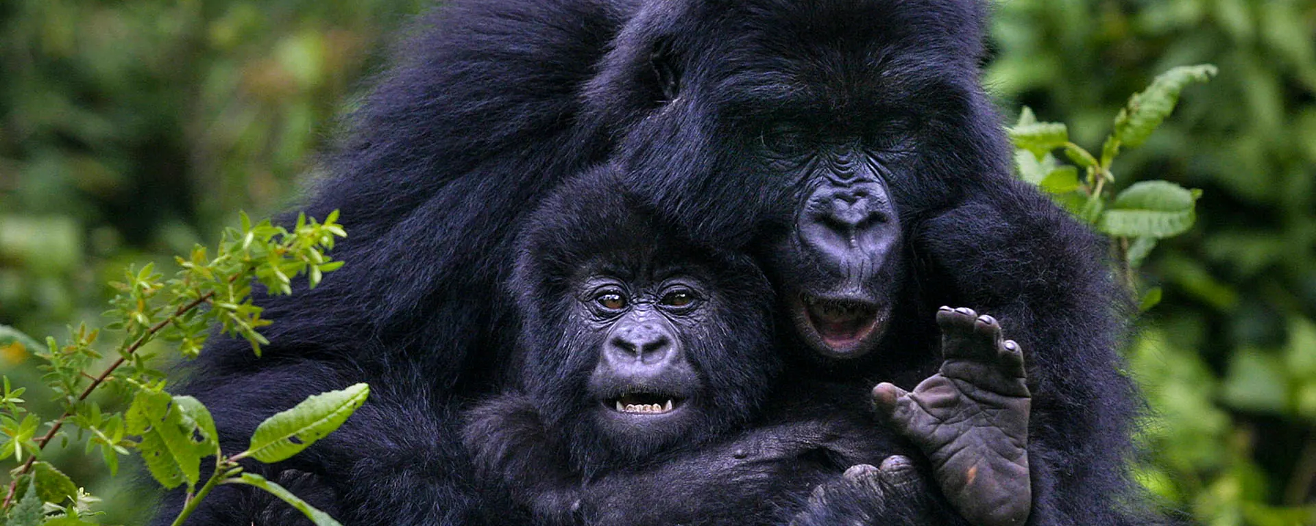 Mountain gorilla mother and infant in the Virungas