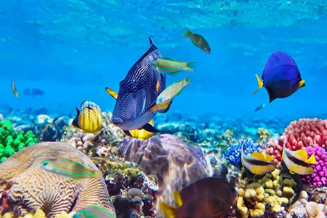 Reef fish over hard coral off Zanzibar