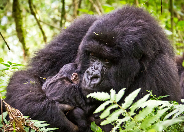 JB_Rwanda_JessicaBoklan_20100623_MG_4119001_reduced